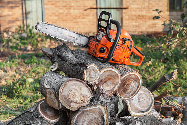 Best Tree Trimming Near Me  in Conestee, SC